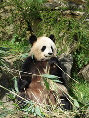 Obraz premium Panda géant de Chine