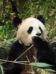 Obraz premium Panda géant de Chine en plein repas