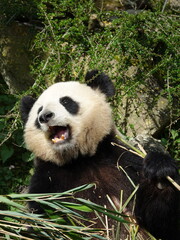 Fototapeta premium Pandat géant de Chine