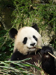 Obraz premium Pandat géant de Chine