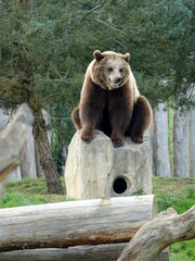 Obraz premium Ours brun d'Europe