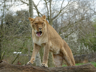 Fototapeta premium Lionne
