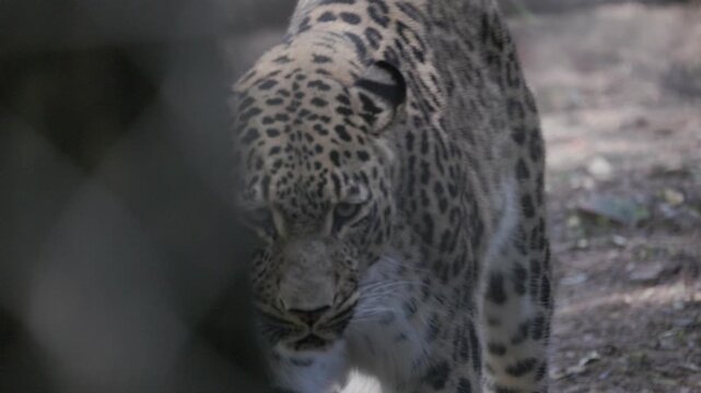 Persian leopard walking with intense gaze