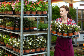 Adult female saleswoman in uniform holding pots of begonias in flower shop
