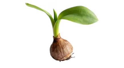 Green Plant Sprout bulb growth isolated on a transparent background