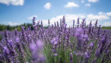 Fototapeta premium Lavender field under blue sky