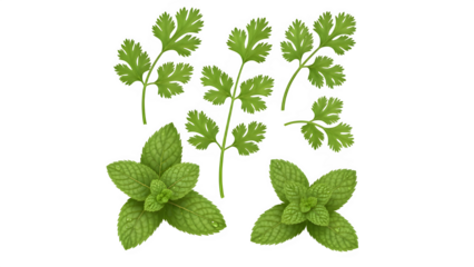 Fresh Coriander & Mint Leaves Isolated on Transparent Background PNG – Realistic Herb Sprigs for Design
