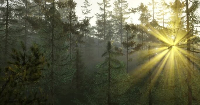 Soft rays of sunlight break through dense foliage, illuminating a tranquil forest. The lush green trees create a peaceful atmosphere, enhancing natures beauty.