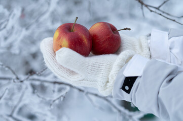 White Knitted Mittens Holding Two Red Apples In Winter