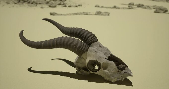 A weathered skull with large horns lies on a dry sandy surface. Surrounding rocks and the bright sun suggest a remote and arid environment. The scene captures the stark beauty of nature.