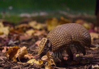 Obraz premium Southern three-banded armadillo