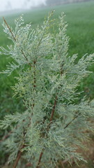 Ozothamnus hookeri, commonly known as kerosene bush, Dew drops