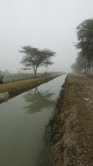 A beautiful tree on the Bank of Canal, misty morning 