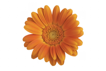 Orange daisy flower petals center isolated on a transparent background