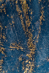 Winding asphalt road cutting through a burnt forest aerial view.