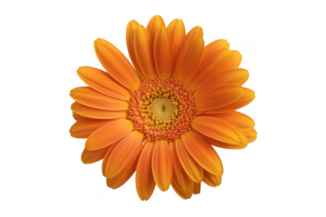 Vibrant Orange Gerbera Daisy orange flower vibrant petals isolated on a transparent background