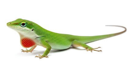 Fototapeta premium A vibrant green lizard with a red throat patch on a white background