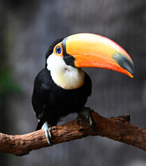 Obraz premium a beautiful toucan with a huge orange beak