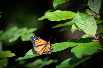 Monarch butterfly perched with wings spread on a green leaf