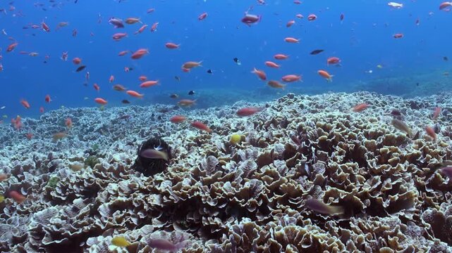 Swim along a vibrant Coral reef with countless small, colorful fish darting about. Captured at midday in Raja Ampat, Indonesia, the underwater ecosystem is teeming with life.