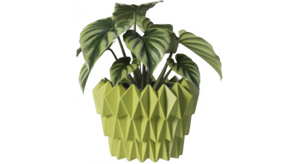 Green plant in geometric pot leaves isolated on a transparent background
