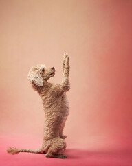 A curly-haired poodle stands upright on its hind legs against a soft pink background. The dog's expressive posture makes the shot dynamic.
