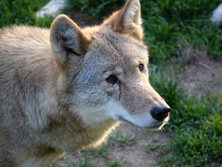 Loups de sib&eacute;rie