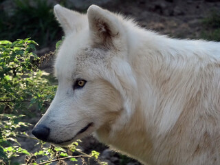 Obraz premium Loup du Canada