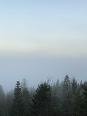 Naklejka premium Minimal Foggy Forest Background with Open Sky and Copy Space
