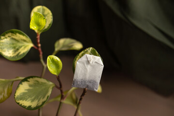 close-up of a tea bag with tea leaves on a variegated rubber plant indoors in natural light, horizontal orientation with copy space available