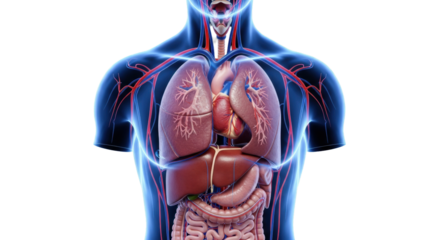 highly detailed 3d scientific rendering of human torso anatomy, translucent blue resin shell, hyper-detailed organs, dramatic cinematic lighting, concept of biological connectivity