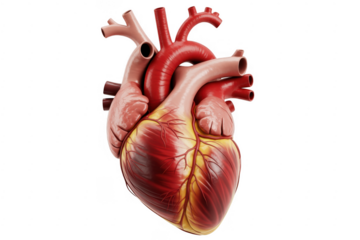Human heart with arteries and veins anatomy isolated on a transparent background