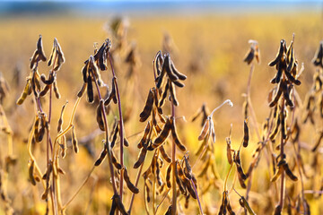 Organized soybean cultivation demonstrates sustainability, Arrangement of soybean plants exemplifies crop rotation and regenerative farming techniques to restore soil vitality