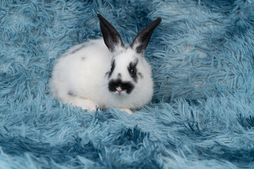 Cute white and black spotted rabbit sitting on fluffy blue rug. Adorable bunny pet with black ears and nose marking looking at camera on soft textured background concept.