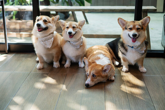 Group of four adorable Pembroke Welsh Corgi dogs posing on floor. Three happy puppies sitting smiling while one lazy dog lying down tired. Cute pet family wearing bandanas in cafe concept.
