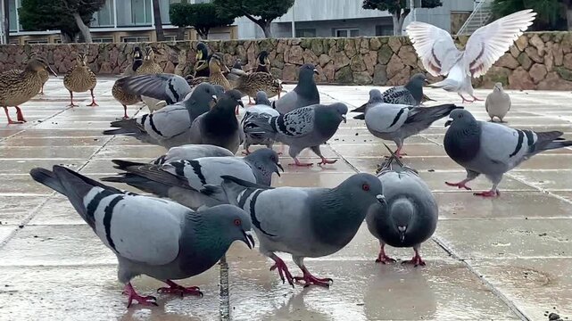 Synanthropic bird species. Pigeons and ducks feed on crumbs in the city. Mallorca, Spain.