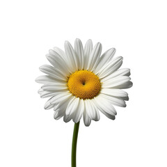 A beautiful white daisy flower on transparent background