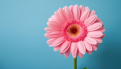 Closeup Of A Vibrant Pink Flower With Soft Delicate Petals Growing On A Green Stem Against A Serene Pastel Blue Background Creating A Simple Yet Elegant Botanical Composition