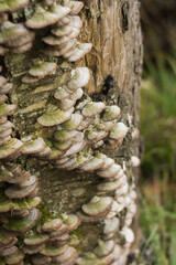 Trichaptum biforme mushrooms
