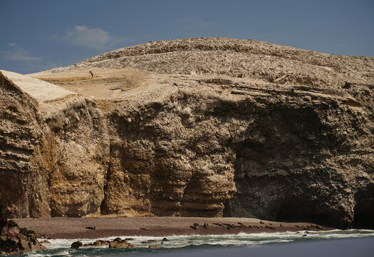 South American sea lions resting on a remote island shore