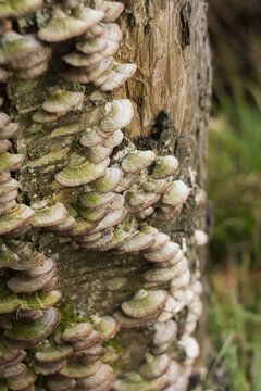 Trichaptum biforme mushrooms