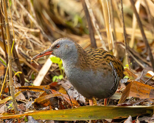 A water rail. A common but secretive wader in England.