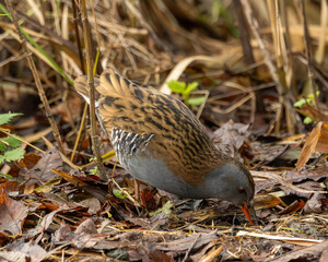 A water rail. A common but secretive wader in England.