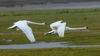 Pair of mute swans in flight over English wetland landscape. © Robert L Parker
