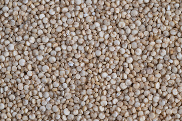 Fototapeta premium Quinoa seeds showcase, Detailed view of raw white quinoa for culinary applications, Focus on fresh white quinoa seeds perfect for cooking and healthconscious meals