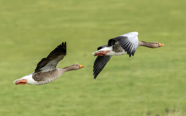 Greylag geese in a fly by. Largest native UK goose.
