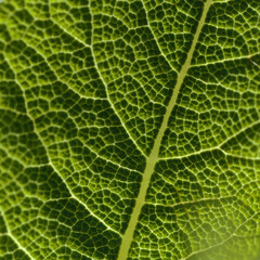 Obraz premium Flora of Gran Canaria - Salvia canariensis, Canary Island sage natural macro floral background 