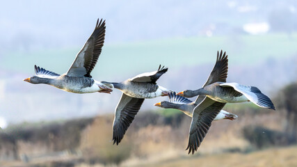 Greylag geese in a fly by. Largest native UK goose.