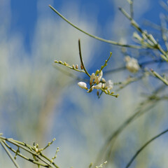 flora of Gran Canaria - Retama rhodorhizoides, broom species endemic to Canary Islands