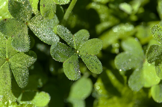 Flora of Gran Canaria -  Oxalis pes-caprae, invasive plant on the Canary Islands
